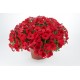 Petunia Capella Ruby Red