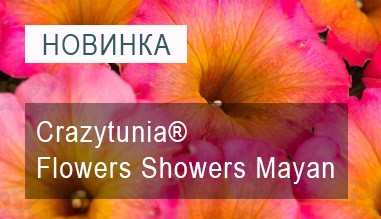 Petunia Crazytunia Flowers Showers Mayan