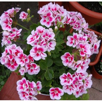 pelargoniya-zonalnaya-pac-flower-fairy-white-splash.jpg