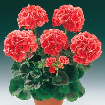 pelargoniya-zonalnaya-pac-bergpalais.jpg
