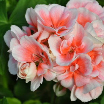 pelargoniya-zonalnaya-pac-salmon-queen.jpg