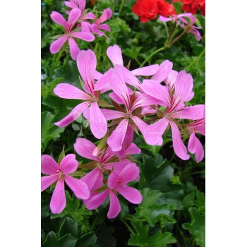 pelargoniya-plyusshelistnaya-ville-de-paris-lila.jpg