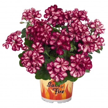 pelargoniya-plyusshelistnaya-great-balls-of-fire-burgundy-blaze-.jpg