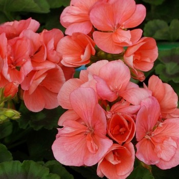 pelargoniya-zonalnaya-trend-salmon.jpg