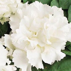 petunia-conchita-double-white.jpg