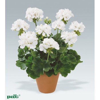 pelargoniya-zonalnaya-castello-isabella-white.jpg