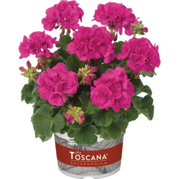 pelargoniya-katarina-lilac.jpg