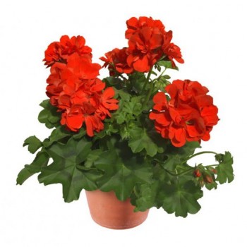 pelargoniya-plyusshelistnaya-allegria-arancia.jpg
