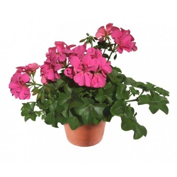 pelargoniya-plyusshelistnaya-allegria-rosa.jpg