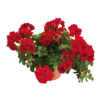 pelargoniya-plyusshelistnaya-allegria-velver-red.jpg