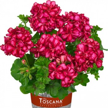 pelargoniya-plyusshelistnaya-sunflair-lollipop-chris-red.jpg