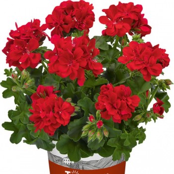 pelargoniya-plyusshelistnaya-sunflair-paula-red.jpg
