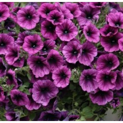 supertunia-merlot.jpg