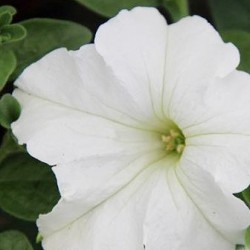 petunia-veranda-white.jpg