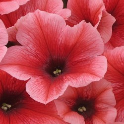 petunia-pegasus-table-red-vein.jpg