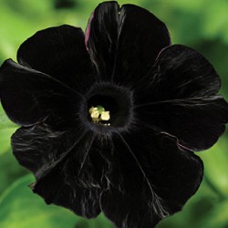 petunia-pegasus-table-black.jpg