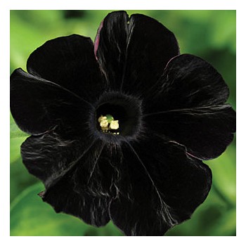 petunia-pegasus-table-black.jpg