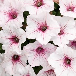 supertunia-vista-silverberry.jpg