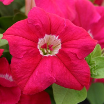 petunia-veranda-carmine.jpg