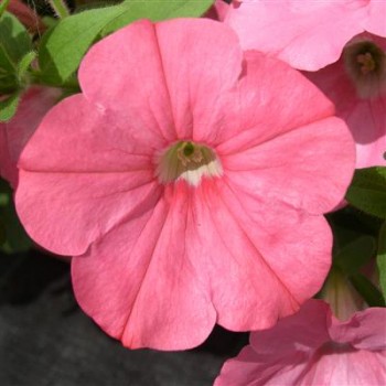 petunia-veranda-salmon.jpg