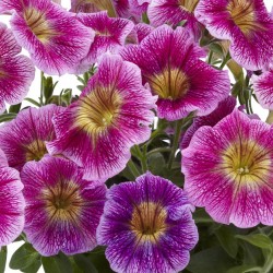 petunia-pegasus-special-raspberry-vein.jpg