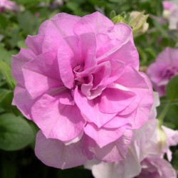 petunia-conchita-double-lavender.jpg