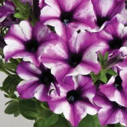petunia-viva-rose-stardust.jpg