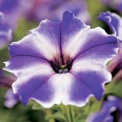 petunia-viva-blue-stardust.jpg