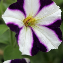 petunia-gotunia-violet-star.jpg