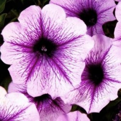 petunia-gotunia-purple-vein.jpg