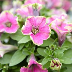 petunia-mystical-wicked-purple.jpg