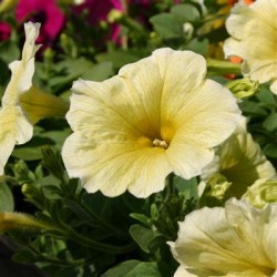 petunia-veranda-yellow.jpg