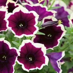 petunia-velvet-picotee.jpg