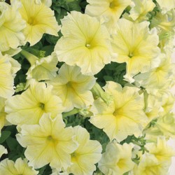 petunia-pegaus-table-lemon.jpg