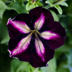 petunia-pegasus-table-blackberry-star.jpg