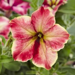 petunia-cherry-vanilla.jpg