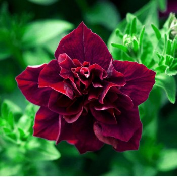 petunia-double-burgundy.jpg