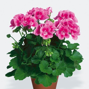 pelargoniya-zonalnaya-pac-flower-fairy-rose.jpg