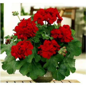 pelargoniya-gibrid-zonalnaya-kh-plyusshelistnaya-champion-red.jpg