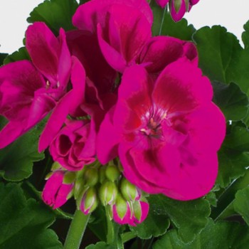 pelargoniya-zonalnaya-pac-flower-fairy-berry.jpg